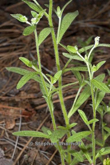 cryptantha affinis 5 graphic